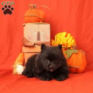 Isaac, Pomeranian Puppy